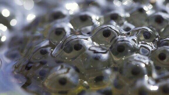 胚胎蝌蚪鱼子酱在池塘中游动的蛙卵水里的蝌蚪特写产卵