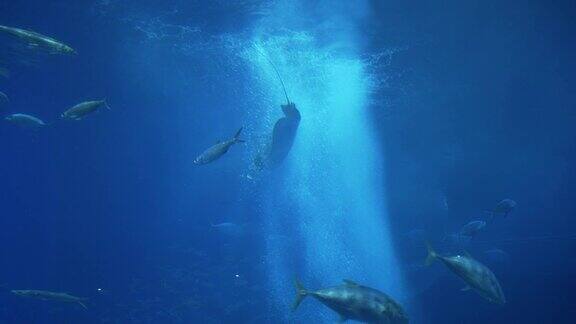 迷人的深海水下世界