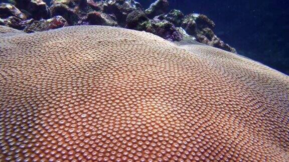 潜水在脑珊瑚(Diploastreaheliopora)上的珊瑚礁