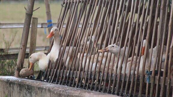 农场里的北京烤鸭