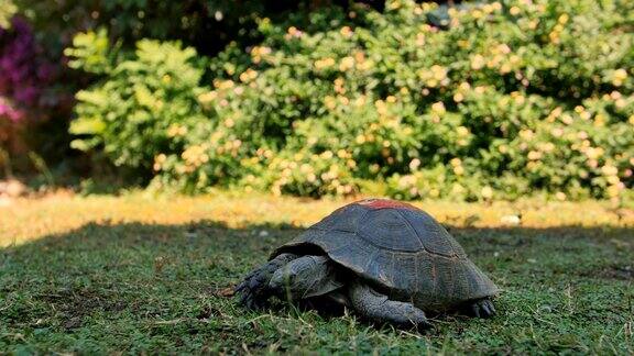 海龟吃草的特写