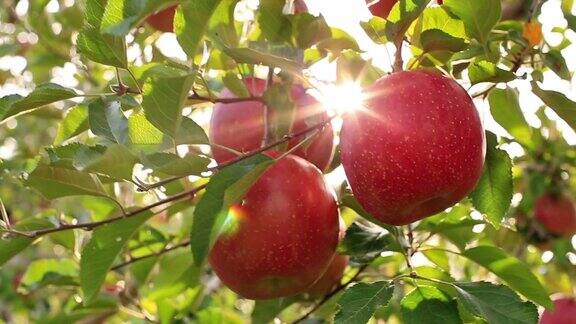 农夫正在收割富士品种的苹果