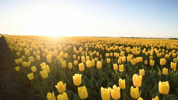 荷兰一个美丽的春日田野里的黄色郁金香