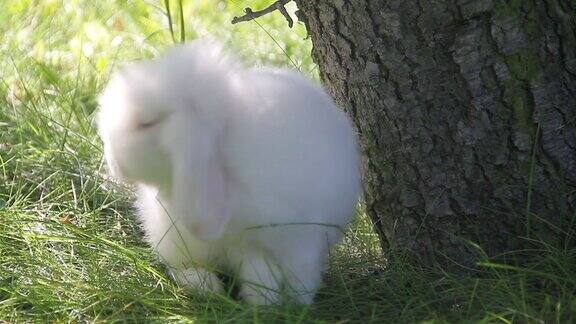 兔子在草地上的特写镜头