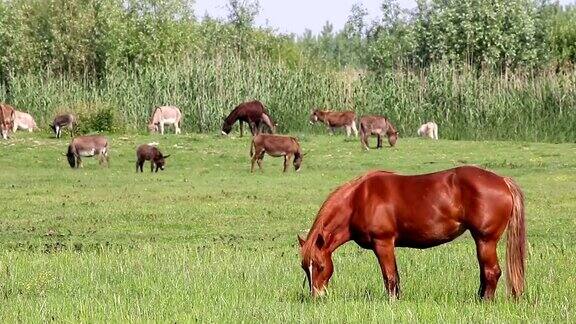 牧场上的马和驴