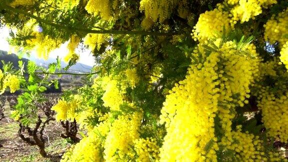 黄花植物野外特写