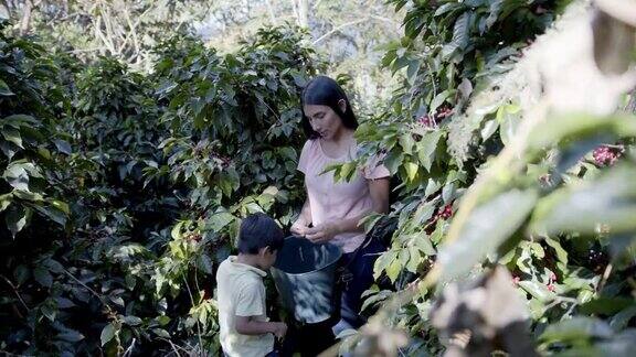 哥伦比亚一位女农民在一个种植园教她的儿子如何收获咖啡豆