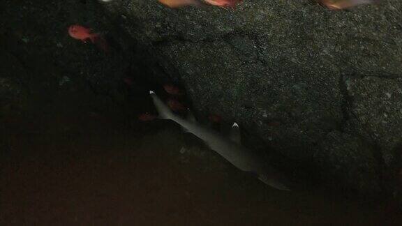 白鳍鲨一群清道夫鱼在日本海底洞穴中游泳