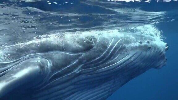 特写鲸鱼在太平洋水下
