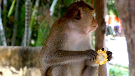 猴子在丛林里吃玉米泰国