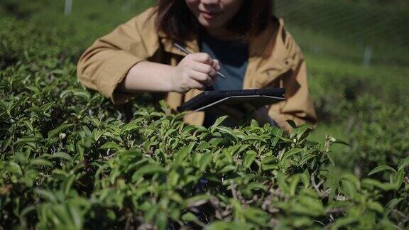 茶农利用数码平板电脑对茶园茶叶进行调查分析