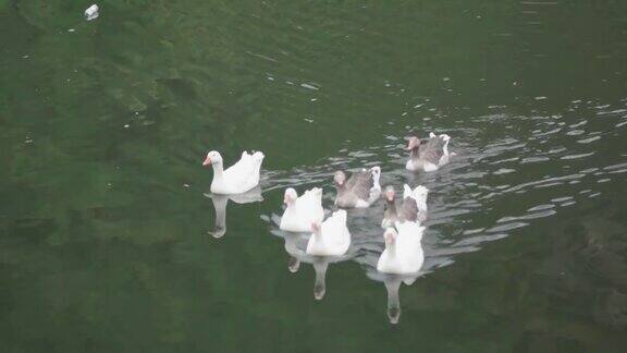 可爱的鸭子在湖上享受夏天的自然景观