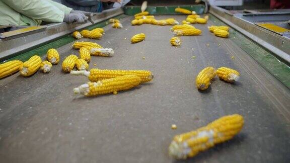 传送带上的玉米棒特写镜头去叶的玉米芯在自动传送带上移动工人控制原材料的质量农业综合企业玉米加工厂农业