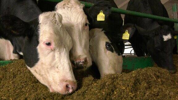 农场里的牛站在畜栏里吃青贮饲料牛的饲养和牛奶生产