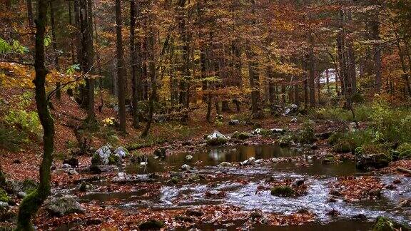 流动的小森林溪流与秋天的树叶