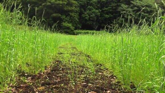 日本绿色土地的风景