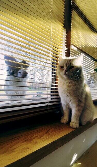 猫在窗台上看着外面的狗