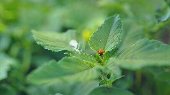 瓢虫坐在植物的绿叶上的环境中昆虫野生动物特写镜头4k10位ProRes