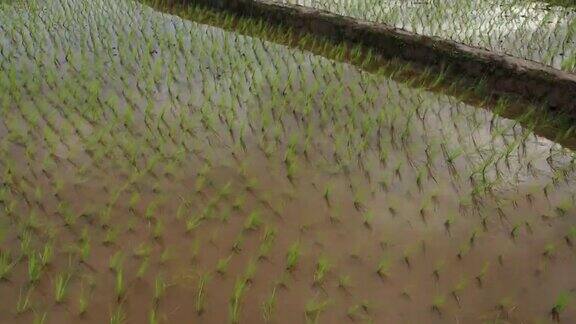 无人机在稻田里拍摄的农业景象