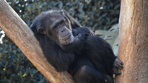 普通黑猩猩在树上休息
