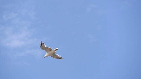 蓝天下飞翔的海鸥
