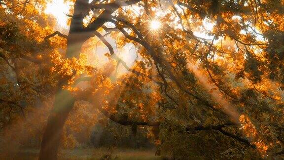 秋日阳光穿过枝叶射进林间