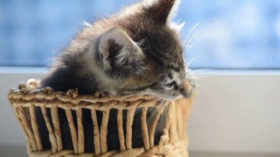 小猫啃着篮子