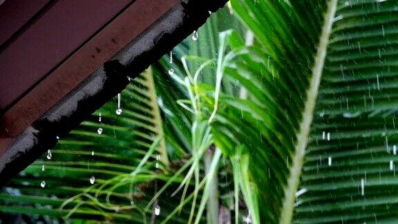 热带国家下雨高清慢镜头