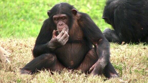 黑猩猩坐在草地上吃东西