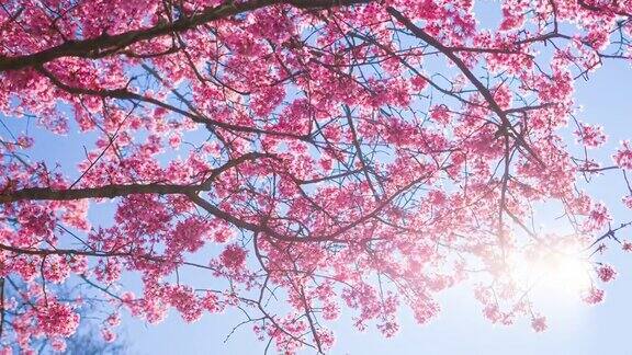 美丽的粉红色樱桃树在春天的阳光照耀下盛开