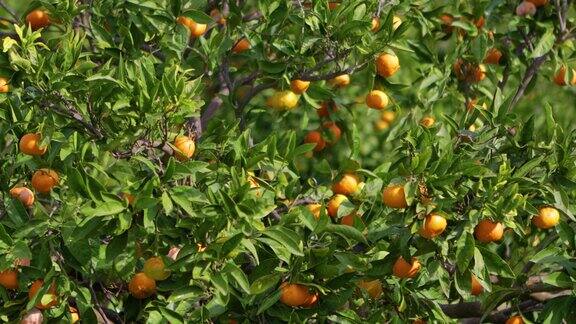 橘子树上的果实