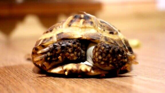 乌龟在地板上爬