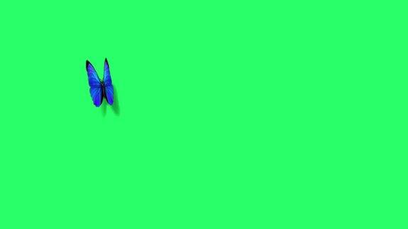 动画蓝色蝴蝶在绿色屏幕上飞翔