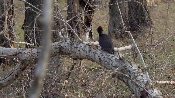 树干上长着红头的啄木鸟