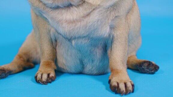 哈巴狗的身体部分在蓝色背景上狗的大肚子的肖像近距离