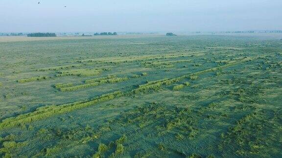 在暴风雨后被摧毁的种植小麦的农村田地