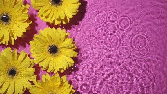 小水滴落在粉红色的背景上非洲菊花漂浮在水中