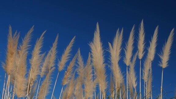 白色的潘帕斯草在蓝天下随风摇曳