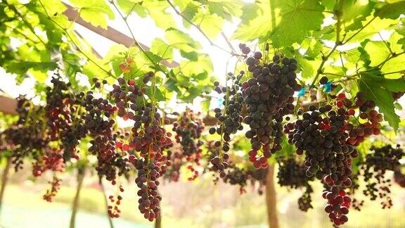 秋天阳光下挂在葡萄园里的成熟葡萄