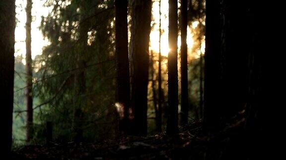 阳光反射在早晨的松林中