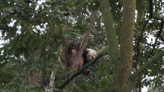 一只可爱的小熊猫在树上休息