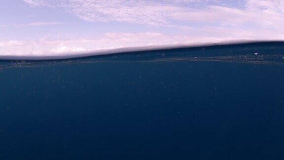 一群在蓝色海洋中游泳的鲸鱼
