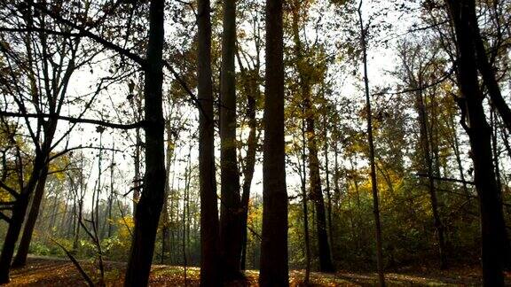 秋天树林里的阳光和树木
