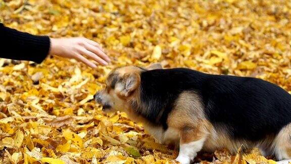 威尔士柯基犬彭布罗克执行“美味的鼻子”的命令一只狗和女主人在美丽的秋天森林里散步
