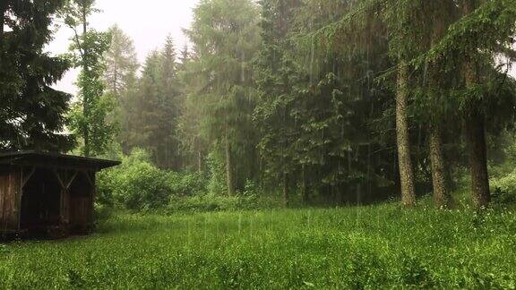 森林砍伐和夏雨