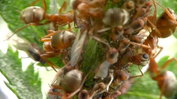 蚂蚁和蚜虫特写