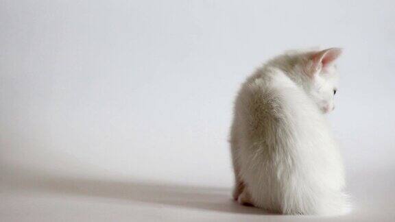 白色的毛绒绒的小猫玩得很开心