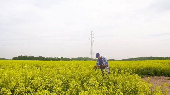 研究人员用数字平板电脑检查油菜田间开花