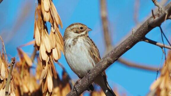 Bird-ReedBunting(Emberizaschoeniclus)坐在一个灌木的树枝上休息阳光明媚的秋日