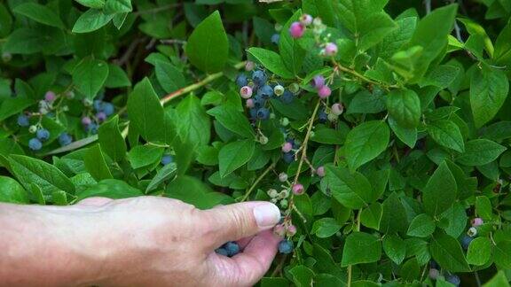 从灌木上采摘蓝莓4KUHD